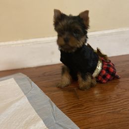 Yorkshire Terrier Puppies from Katie’s Yorkies