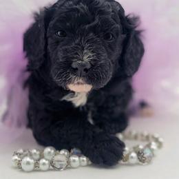Purple - Black female Goldendoodle puppy in Byron, Georgia from Southern Olive Doodles 🫒