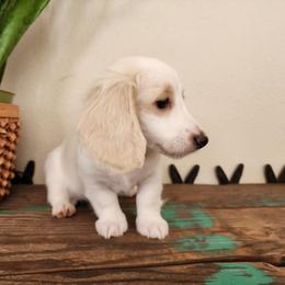 Cobalt - Cream male Dachshund puppy in Lindsay, California from Lewis Creek Dachshunds