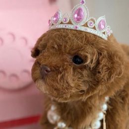 Royal - Red  female Poodle puppy in Southampton, New Jersey from Lavishly Loved Pets LLC