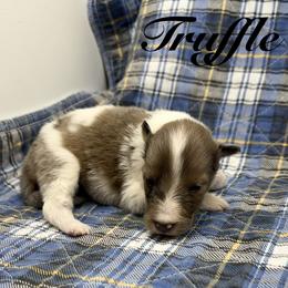 Truffle - Sable merle and white female Shetland Sheepdog puppy in Wolcott, Indiana from Southside Shelties