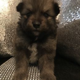 Pomeranian Puppies from Regal Poms