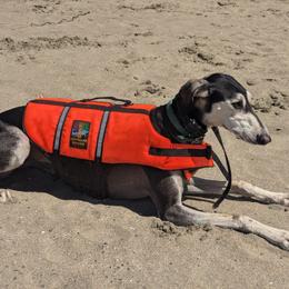 Saluki Puppies from Sahar Paz Salukis