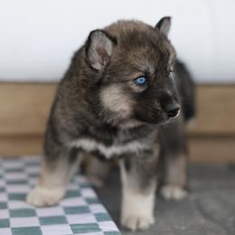 Sage - Agouti and white female Siberian Husky puppy in Myakka City, Florida from SoFlo Siberians