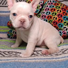 Dolly - Cream female French Bulldog puppy in Elberta, Alabama from Old Orchard Farm