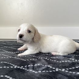 Minnie - Cream female Dachshund puppy in Shelley, Idaho from Journey’s End Dachshunds