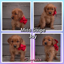 Golden Retriever Puppies from SK Golden Retrievers