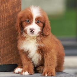 Sarge - Red male Bernedoodle puppy in Dundee, Ohio from Down Home Doodle