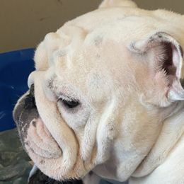 Bulldogs from Jetana Bulldogs