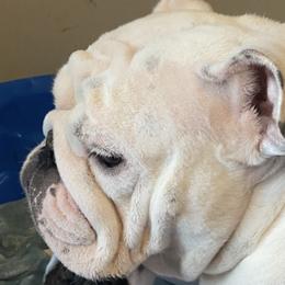 Bulldogs from Jetana Bulldogs