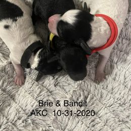 Poodle Puppies from Okie’s Cuties