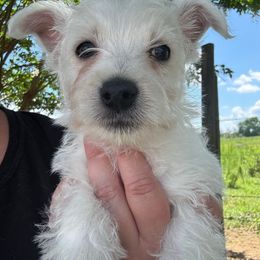 Girl 1 - White female West Highland White Terrier puppy in Cullman, Alabama from Twin Lake Westies