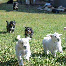Bernedoodle and Goldendoodle Puppies from White Oak Doodles