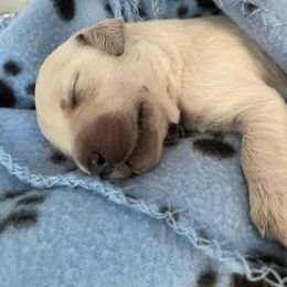 Golden Retriever Puppies from Dani’s Dawgs