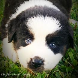 Ronnie - Miniature Australian Shepherd puppy from Cooper Creek Aussies