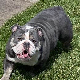 Agnes - Bulldog