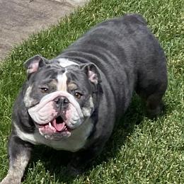 Agnes - Bulldog