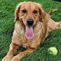 Molly - Golden Retriever