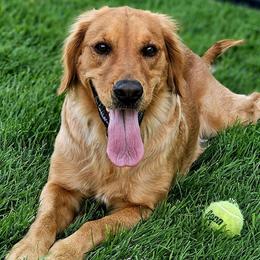 Molly - Golden Retriever