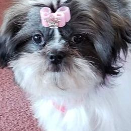 Shih Tzus from Jasper Shih Tzu
