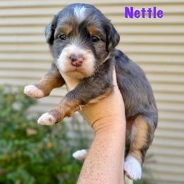 Nettle - Merle female Bernedoodle puppy in Midland, Michigan from Northern Charm Farm