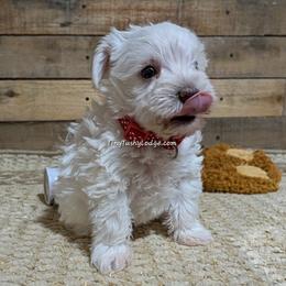 AKC red collar - White female Miniature Schnauzer puppy in Greencastle, Indiana from Tiny Tushy Lodge