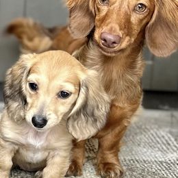 Dachshunds from Hidden Ridge Dachshunds