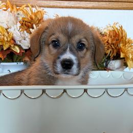 Perry The Penguin- Green Collor - Red male Pembroke Welsh Corgi puppy in Olathe, Colorado from Rocking LJ Breeding