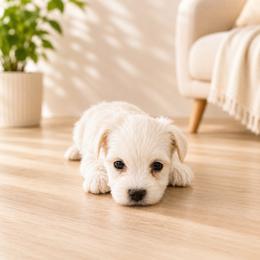 Scotty - Tan male Morkie puppy in Tampa Bay, Florida from Woodpecker Ridge Pups