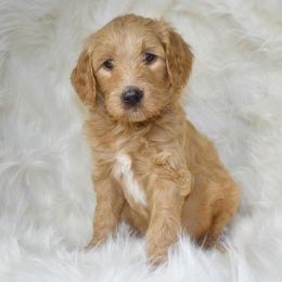 Goldendoodle Puppies from La Familia Doodle