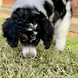 MaryJane - Phantom female Poodle puppy in Hampton, Georgia from Fancy Southern Standards