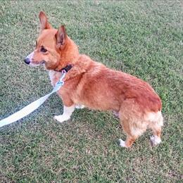 Cora - Pembroke Welsh Corgi