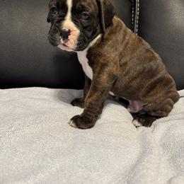 Boxer Puppies from Bellmont Boxers East TN