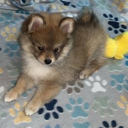 Ruby - Orange sable female Pomeranian puppy in Ocala, Florida from Roxy's Pomeranian Puppies