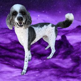 Toni - Goldendoodle