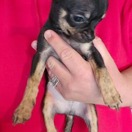 Bryson - Fawn brindled black male Chihuahua puppy in Amity, Pennsylvania from Baxters Chihuahuas