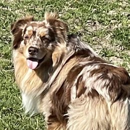Meo - Australian Shepherd