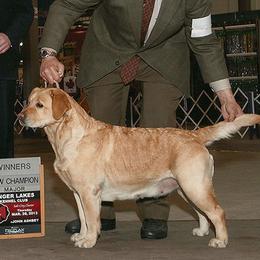 Labrador Retrievers from Willcare
