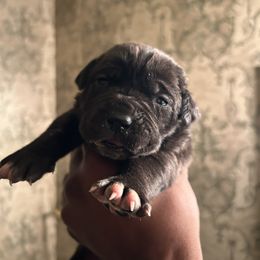 Athena - Black female Cane Corso puppy in Dallas, Texas from Exotic Empire Kennels LLC