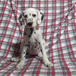 Guernsey- Blue LUA - White and black female Dalmatian puppy in Claremore, Oklahoma from Lotsofdots Dalmatians
