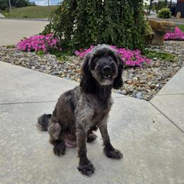 Willow - Poodle
