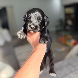 Staples - Black female Australian Labradoodle puppy in Calhoun, Louisiana from Arrowhead Australian Labradoodles
