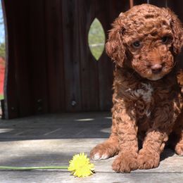 Poodle Puppies from Red Barn Moyen Poodles