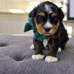 Spider Punk - Tri-color male Bernedoodle puppy in Murray, Utah from Sun Valley Doodles