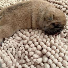 Mia - Fawn female French Bulldog puppy in Jacksonville, North Carolina from Southern Comfort French Bulldogs