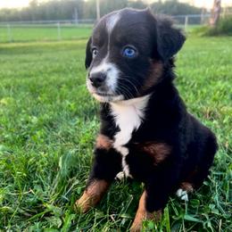 Lexi - Black tri female Miniature Australian Shepherd puppy in Marion, Michigan from Highland Hills Mini Aussies