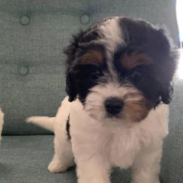 Cavapoos and Poodles from Grams poodle babies