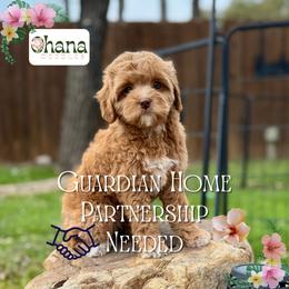Read Description (Leilani) - Red  female Goldendoodle puppy in Haltom City, Texas from Ohana Doodles