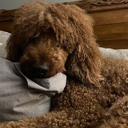 Poodles from Pipers Standard Poodles