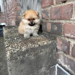 Jack - Cream sable male Pomeranian puppy in Brooklyn, New York from Svitlana's Pomeranians